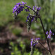 Salvia nutans