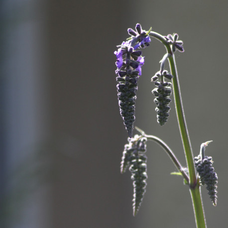 Salvia nutans