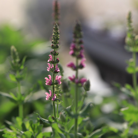 Salvia nemorosa 'Rosenwein'