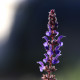 Salvia nemorosa 'Blaukönigin'