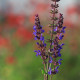 Salvia nemorosa 'Blaukönigin'