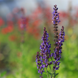 Salvia nemorosa 'Blaukönigin'