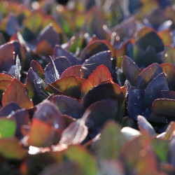 Sedum telephium SEDUCTION 'Cherry Chocolate'