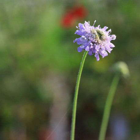 Scabiosa colombaria f. nana 'Pincushion Blue'