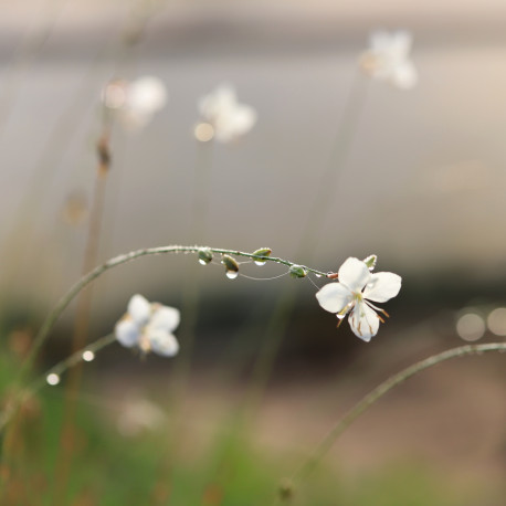 Gaura lindheimeri 'Whirling Butterflies'