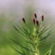 Vernonia lettermannii