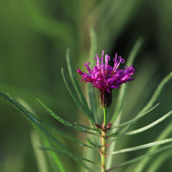 Vernonia lettermannii