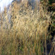 Deschampsia caespitosa 'Goldtau'