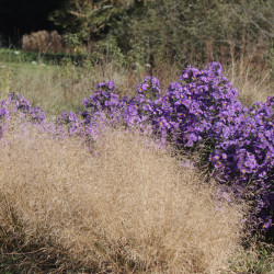 Deschampsia caespitosa 'Goldtau'