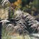 Miscanthus sinensis 'Graziella'