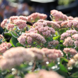 Sedum telephium SEDUCTION 'Green Pink'