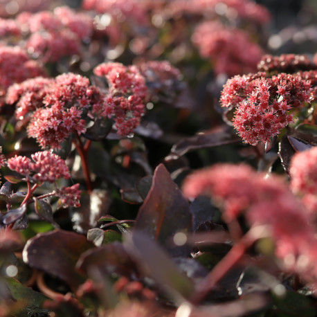 Sedum 'José Aubergine'®