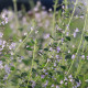 Clinopodium nepeta subsp. nepeta 'Blue Cloud'