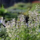 Clinopodium nepeta subsp. nepeta 'Blue Cloud'