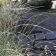 Muhlenbergia rigens