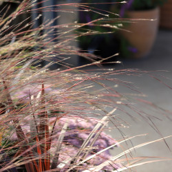 Schizachyrium scoparium 'Prairie Blues'