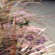 Schizachyrium scoparium 'Prairie Blues'