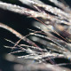 Schizachyrium scoparium 'Prairie Blues'