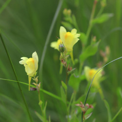 Linaria dalmatica subsp. genistifolia