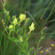 Linaria dalmatica subsp. genistifolia