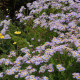 Aster ageratoides 'Asran'*