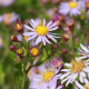 Aster ageratoides 'Asran'*