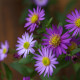 Aster ageratoides 'Ezo Murazaki'*