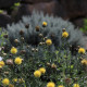 Centaurea orientalis