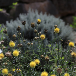 Centaurea orientalis