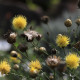 Centaurea orientalis