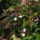 Abelia mosanensis 'Monia'