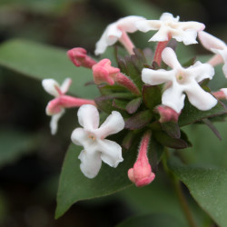 Abelia mosanensis 'Monia'