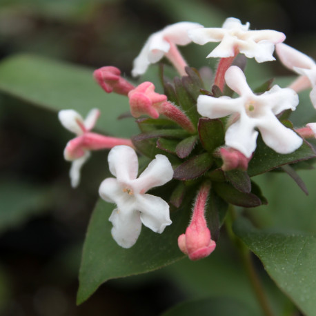 Abelia mosanensis 'Monia'