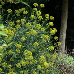 Bupleurum fruticosum