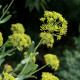 Bupleurum fruticosum