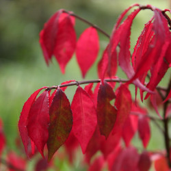 Euonymus alatus