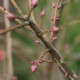 Euonymus alatus