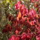 Euonymus alatus