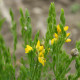 Genista hispanica *