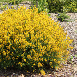 Genista tinctoria 'Royal Gold'