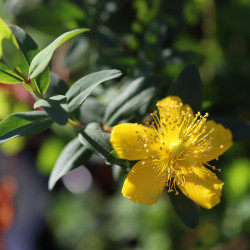 Hypericum pseudohenryi