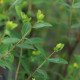 Hypericum pseudohenryi