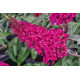 Buddleja davidii BUZZ 'Hot Raspberry'