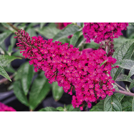 Buddleja davidii BUZZ 'Hot Raspberry'