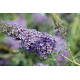 Buddleja davidii BUZZ 'Sky Blue Improved'