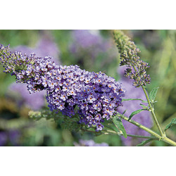 Buddleja davidii BUZZ 'Sky Blue Improved'