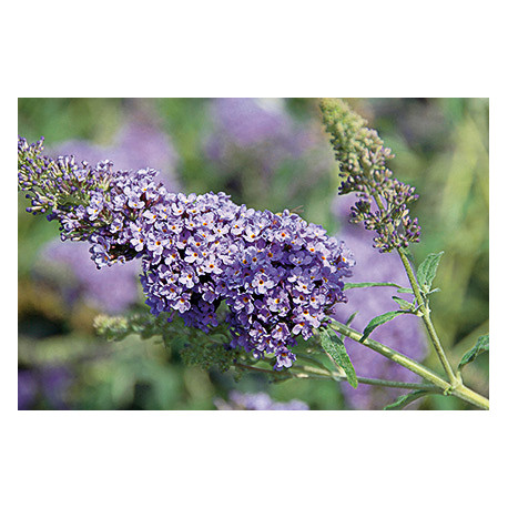 Buddleja davidii BUZZ 'Sky Blue Improved'