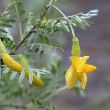 Caragana korshinskii