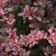 Berberis thunbergii 'Rose Glow' *