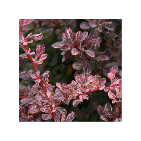 Berberis thunbergii 'Rose Glow' *